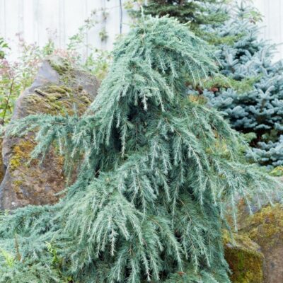 Descoperă Cedru blue: Preferă soluri bine drenate și expunere la soare plin .Este și un copac rezistent la secetă odată ce este bine stabilizat. 🌿🛒