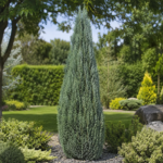 Chamaecyparis lawsoniana ”Columnaris” la ghiveci