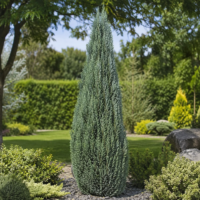 Chamaecyparis lawsoniana ”Columnaris” la ghiveci