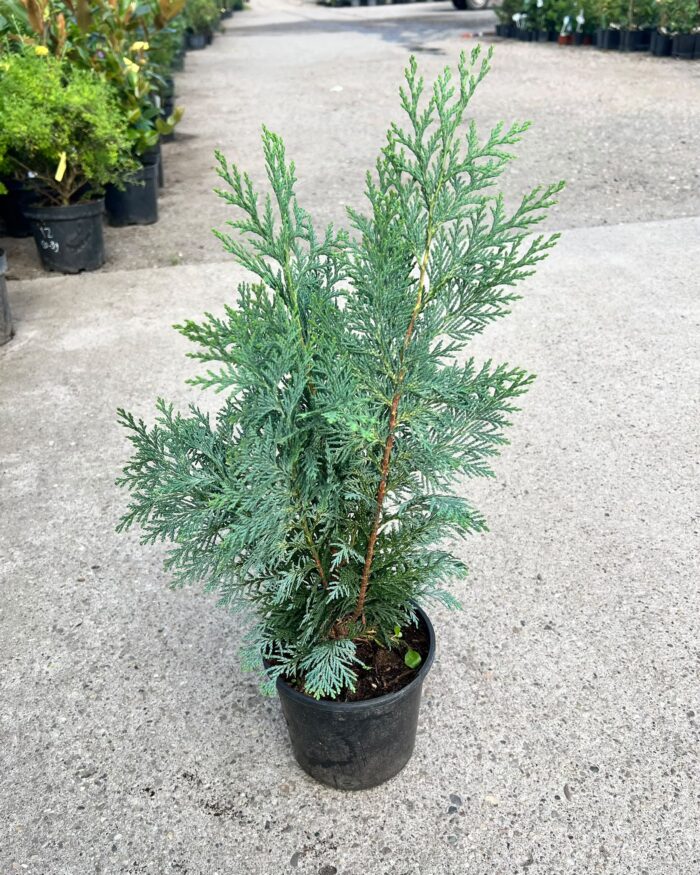 Chamaecyparis lawsoniana ”Columnaris” la ghiveci - imagine 2