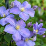Clematis ”Prince Charles” la ghiveci