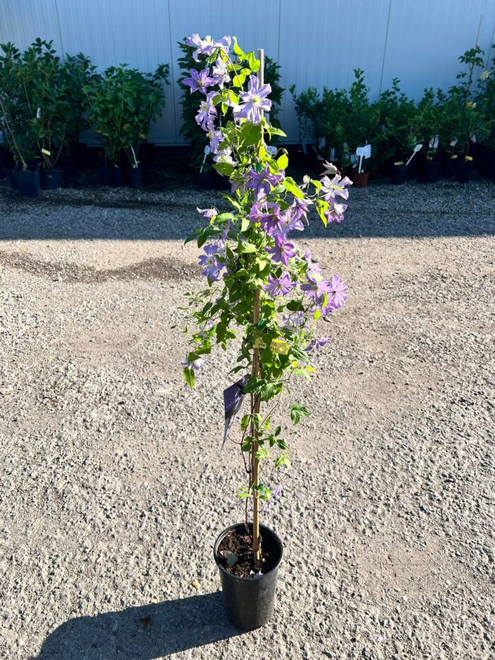 Clematis ”Prince Charles” la ghiveci - imagine 2