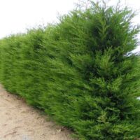 👉️ Gardul tău viu veșnic verde cu Cupressocyparis Leylandii. Un conifer compact, potrivit pentru orice tip de sol, potrivit pentru toate grădinile. 🌿🛒