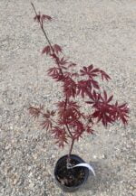 Arțar Trompenburg la ghiveci - imagine 2