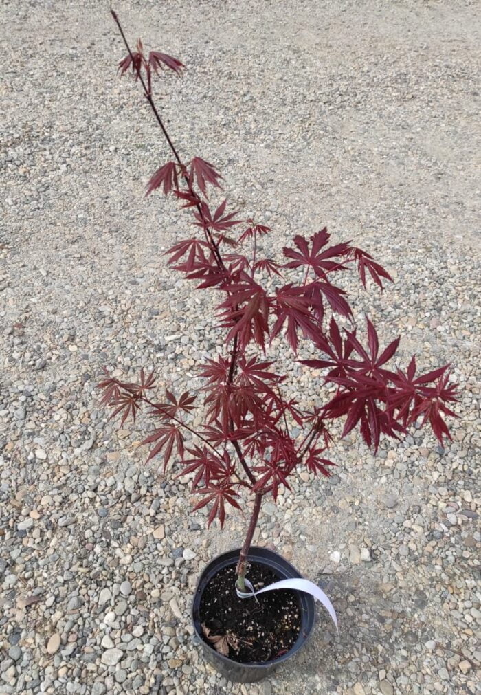 Arțar Trompenburg la ghiveci - imagine 2