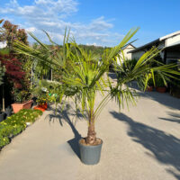 Palmier Chamaerops Excelsa la ghiveci nr. 2