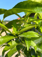 Lamai la ghiveci - imagine 3