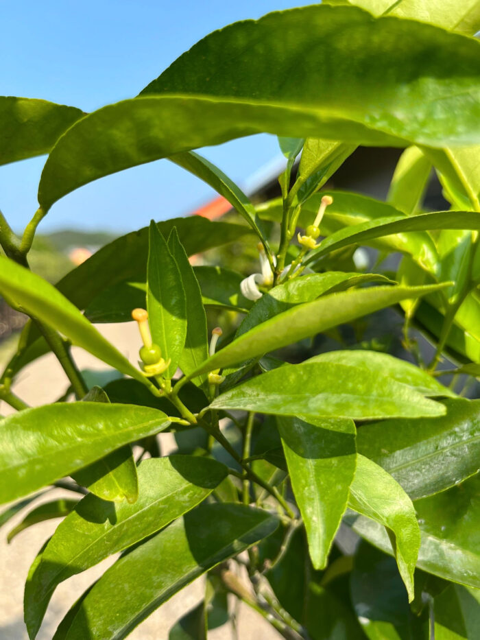 Lamai la ghiveci - imagine 3