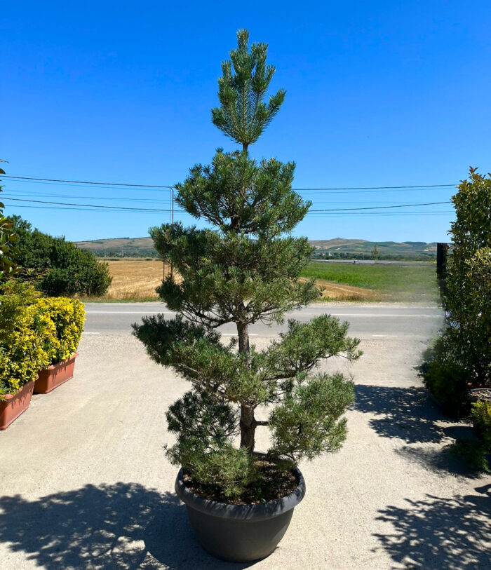 Pinus Sylvestris Bonsai la ghiveci - imagine 1