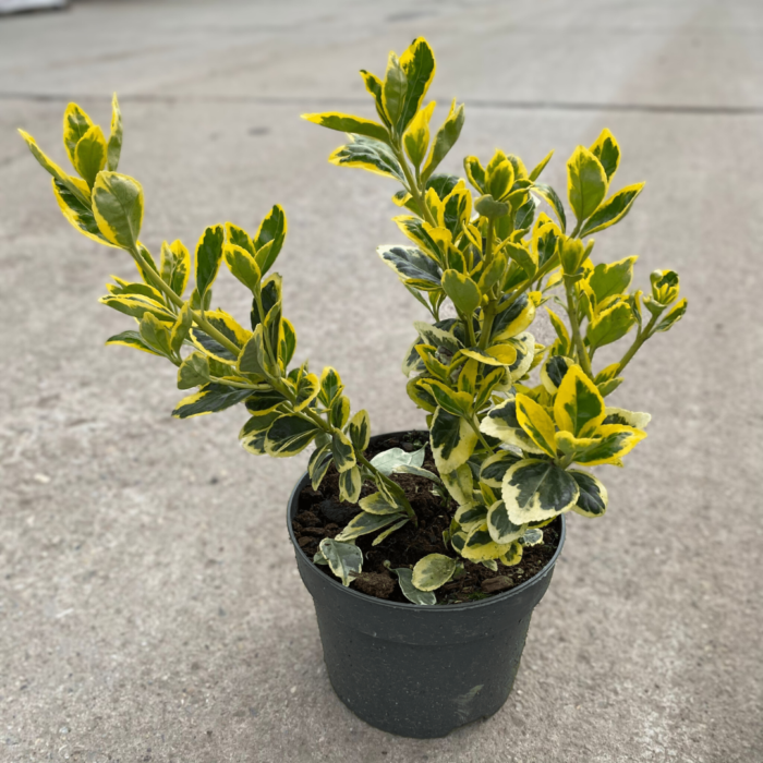 Bucură-te de frumusețea unică a plantelor perene Euonymus Aureus, cunoscut și ca 'Tuia de Aur'. Dă un aer spectaculos grădinii tale! 🌿