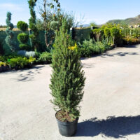 Picea Pungens Conica la ghiveci