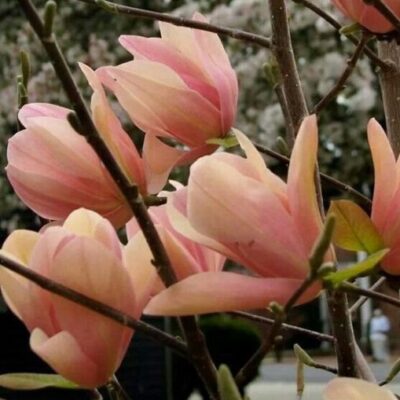 Alege magnolia 'Flamingo' pentru grădina ta și vei fi răsplătit cu flori roz spectaculoase și un aspect deosebit. Comandă acum! 🌸🛒