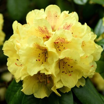 Rhododendron galben- Necesită un sol acid, bine drenat, expunere la semiumbră sau umbră parțială și o umiditate adecvată a solului.Comandă acum! 🛒☀️