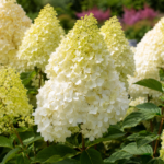 Hortensia - Hydrangea paniculata ”Living Cotton Cream” la ghiveci