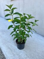 Hortensia - Hydrangea paniculata ”Living Cotton Cream” la ghiveci - imagine 2