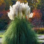 Iarbă de Pampas Albă la ghiveci