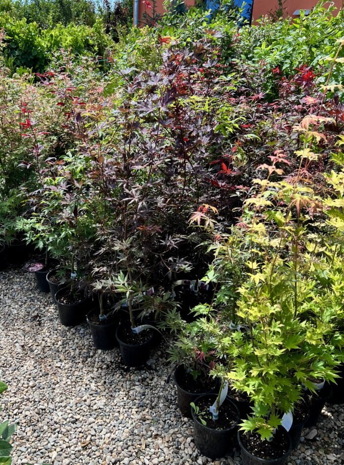 Arțar Hime Shojo la ghiveci - imagine 2