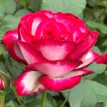 Încântă-ți grădina cu trandafir Prințesa de Monaco la ghiveci! Soiul rezistent la temperaturi scăzute și înflorire lungă. Cumpără acum! 🛒🌺