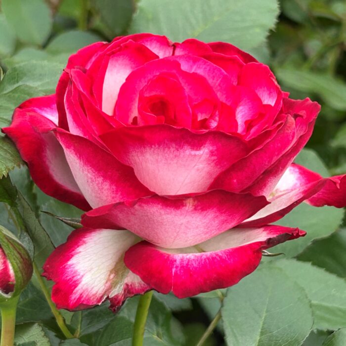 Încântă-ți grădina cu trandafir Prințesa de Monaco la ghiveci! Soiul rezistent la temperaturi scăzute și înflorire lungă. Cumpără acum! 🛒🌺