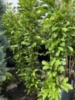 Magnolia Loebneri 'Merrill' Fiore Bianco, Albă la ghiveci - imagine 2