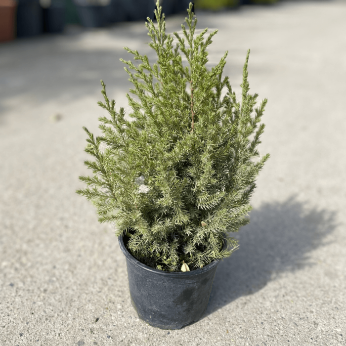 👉️ Transforma gradina ta intr-un peisaj de poveste cu Juniperus chinensis stricta. Perfect pentru soluri bine drenate si fertile. Alege-l acum! 🌿🛒