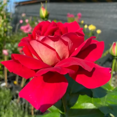 Dă viață grădinii tale cu Kronenbourg la ghiveci. Culori vibrante, flori numeroase și o înflorire de durată. Cumpără-l acum! 🌹🛒