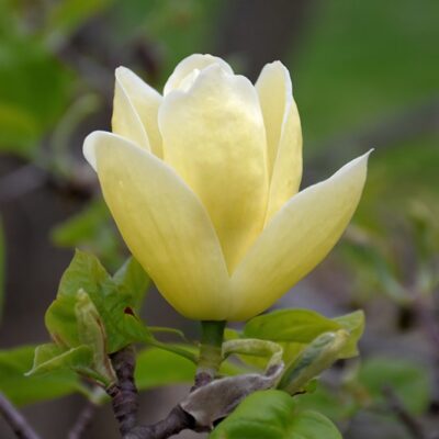 Descoperă frumusețea - Magnolia Lois, un soi nou de magnolie galbenă. Florile sale rămân vibrante și pline de culoare. Comandă acum!