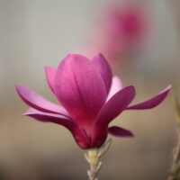 Descoperă frumuseţea Magnolia Purplestar! Arbustul cu tulipină unică, culori vibrante şi miros îmbietor. Alege să-ţi înveseleşti grădina astăzi! 🌸