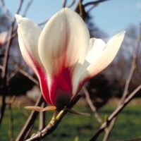 Înfloriți grădina cu magnolia Bjuv, un soi rezistent la temperaturi scăzute. O alegere perfectă pentru iubitorii de flori! 🌺
