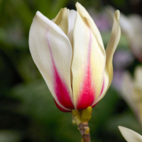 Creați o atmosferă magică în curtea dvs. cu Magnolia Sunrise. Florile sale albe și galbene vor aduce lumina și prospețimea în grădina dvs. 🌼🛒