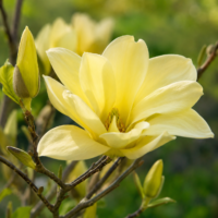 Magnolia Lois la ghiveci