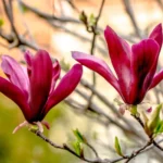 Magnolia Purpurea Dark Pink la ghiveci