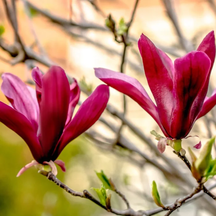 magnolia-nigra-219116 (1) Magnolia Purpurea Dark Pink la ghiveci - imagine 1