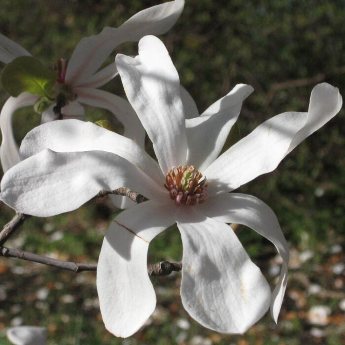 Transformați grădina dvs. într-o oază de parfum cu magnolia Loebneri 'Merrill'. Bucurați-vă de florile sale mari și forme elegante. Comandă acum! 🌼