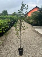 Malus Floribunda Columnar la ghiveci - imagine 2