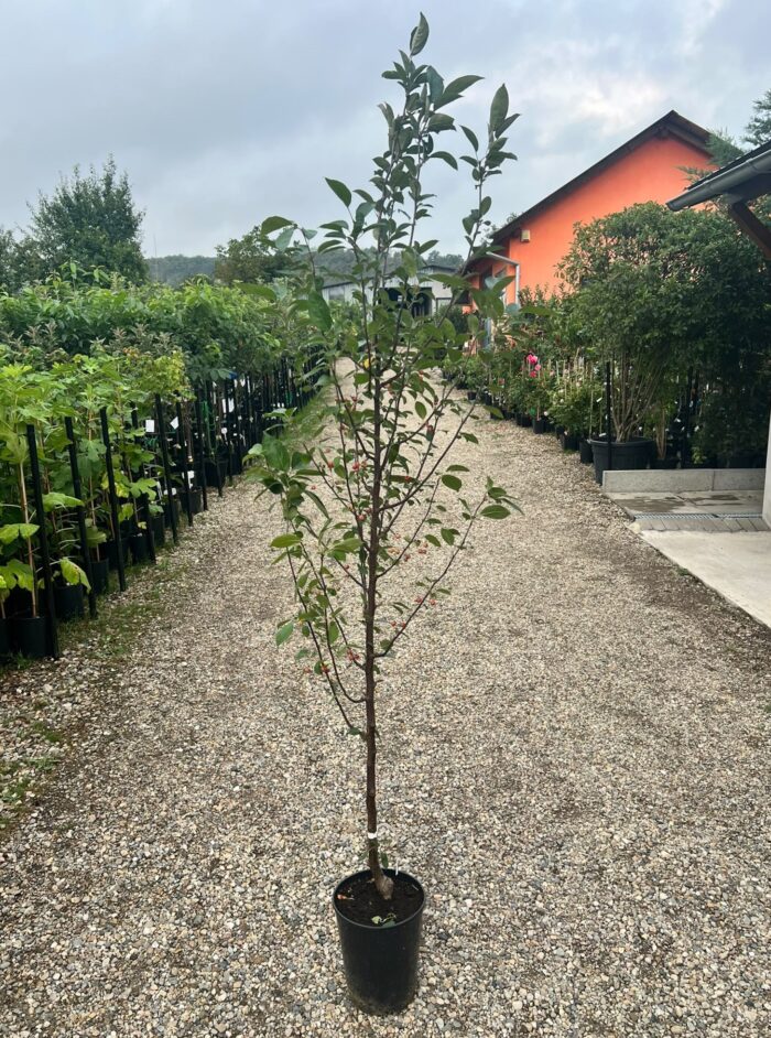 Malus Floribunda Columnar la ghiveci - imagine 2