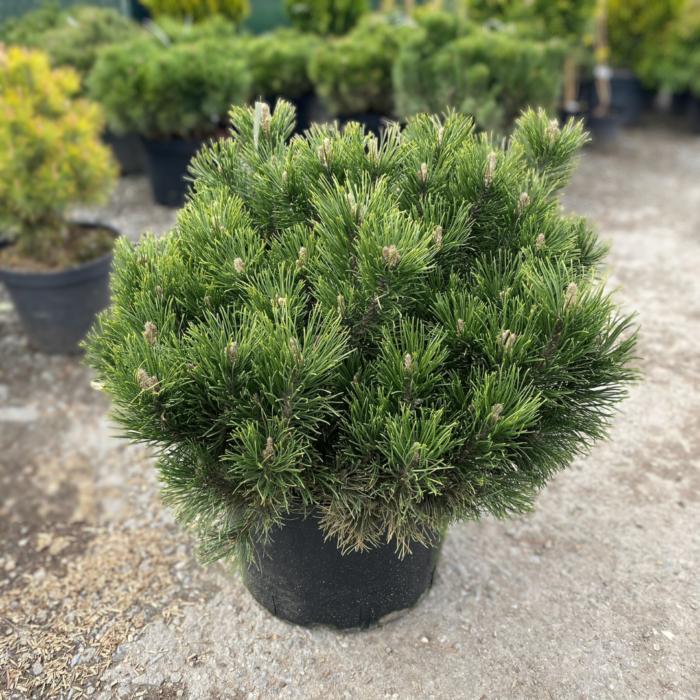 Pinus Mugo Mops - Frunziș Bogat și Nuanță de Verde Închis 🌿 Creează un colț de natură în grădina ta cu Pinus mugo 'Mops'. Un conifer veșnic verde într-o formă globulară perfectă. Comandă acum! 🌿🛒
