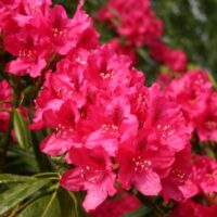 Rhododendron ”Marie Forty” are flori mari, campanulate și abundente, având o nuanță de roz deschis, delicată și atrăgătoare.Comandă acum! 🌸🛒
