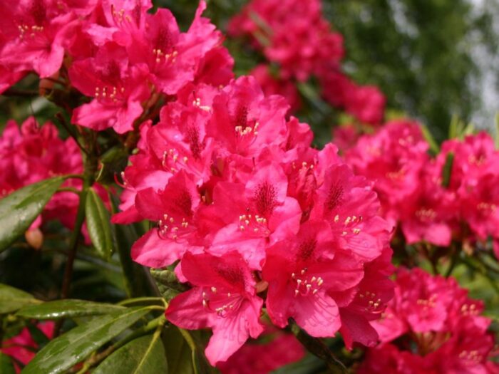 Rhododendron ”Marie Forty” are flori mari, campanulate și abundente, având o nuanță de roz deschis, delicată și atrăgătoare.Comandă acum! 🌸🛒