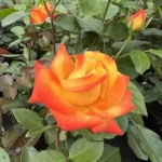 Rumba la ghiveci este o varietate încântătoare de trandafir care se potrivește perfect în ghiveci, aducând eleganță în orice spațiu. Comandă acum! 🌼 🛒