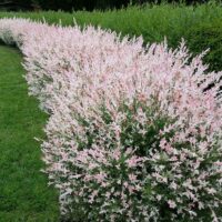 Salix integra "Flamingo", cunoscută și sub numele de Salcie Flamingo,este o specie ornamentată apreciată pentru culoarea vibrantă a tulpinilor. 🛒