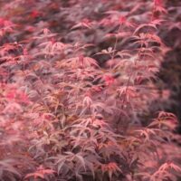 Descoperă frumusețea naturii cu Arțar Skeeters Broom, un arțar decorativ cu o varietate de culori vibrante. Plantare rapidă și garantată! 🍁