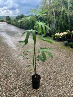 Smochin Ficus Carica Melanzana la ghiveci - imagine 2