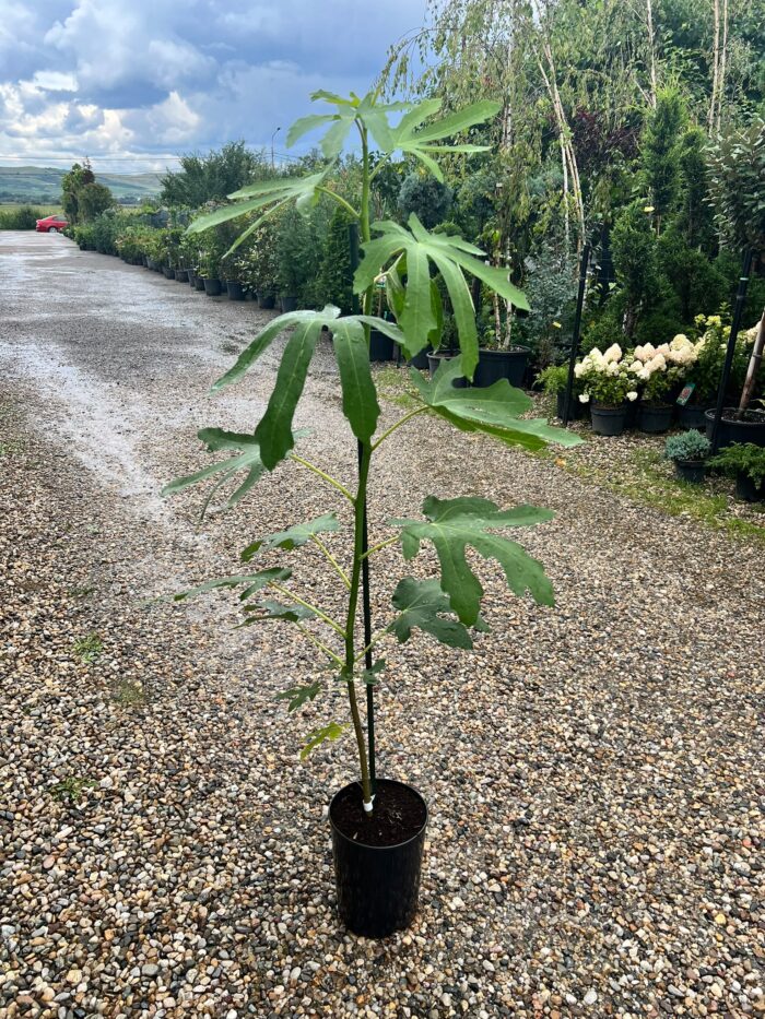 Smochin Ficus Carica Melanzana la ghiveci - imagine 2