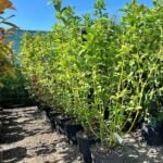 Cornus stolonifera 'Flaviramea' la ghiveci - imagine 2