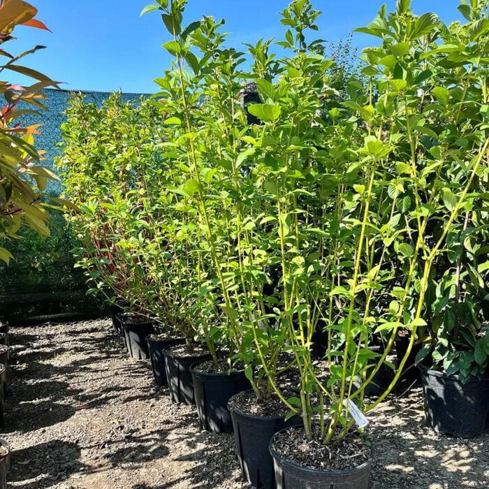 Cornus stolonifera 'Flaviramea' la ghiveci - imagine 2