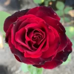 Trandafiri Black Magic: Petale mari și culoare închisă