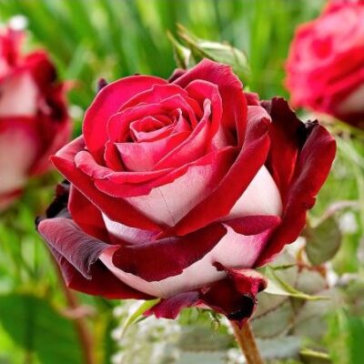 Descoperă magia - Trandafir Osiria la ghiveci cu flori catifelate în două culori și o aromă îmbătătoare. Adorabil pentru grădina ta! 🌹🛒
