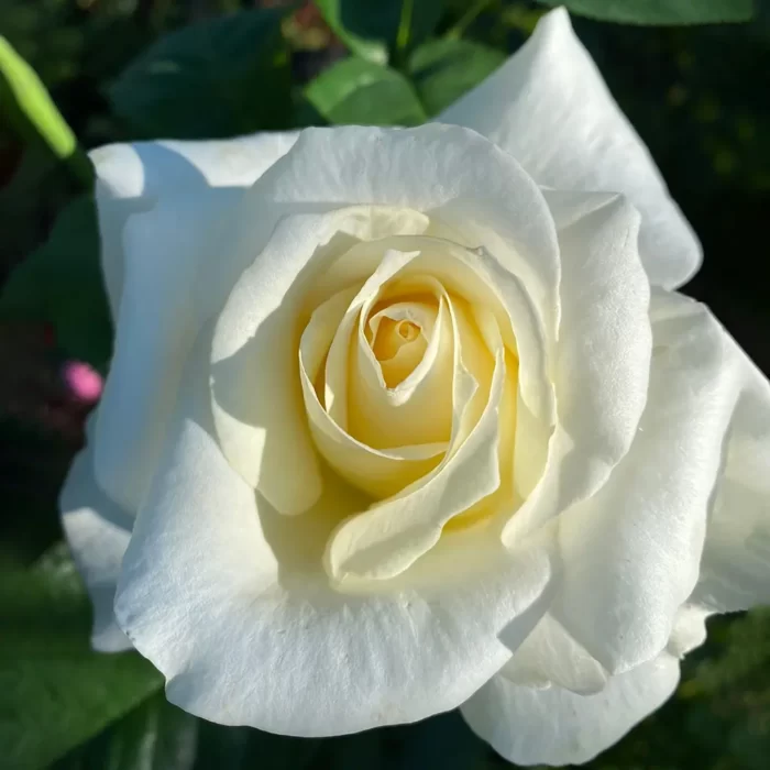 Intră în lumea delicată Trandafir Vanilla. Adaugă un strop de eleganță și culoare în grădina ta cu acest soi rezistent și frumos! 🌼🛒