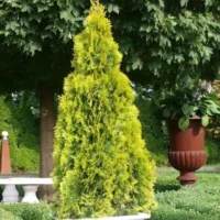 Tuia Occidentalis Golden Smaragd la ghiveci
